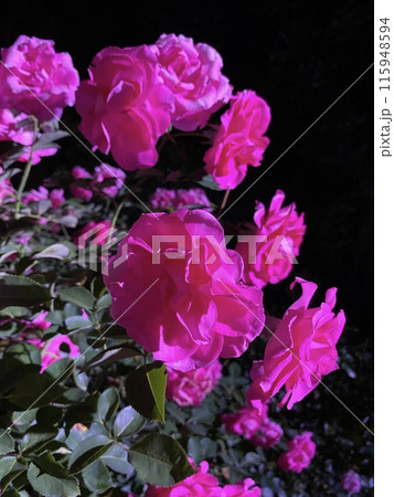 バラの花 夜のバラ 115948594