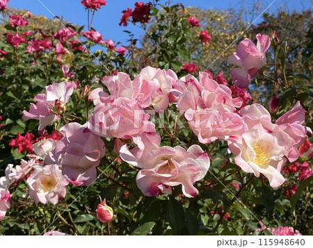 バラの花 青空 115948640