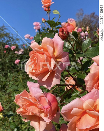 バラの花 青空 バラの花 青空 115948642
