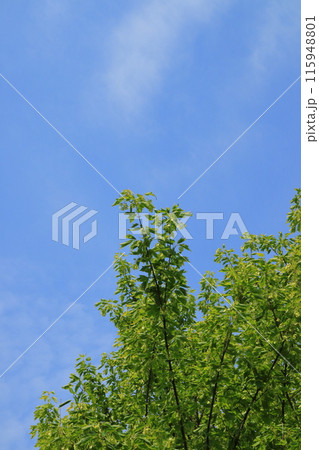 トウカエデの実と青空 トウカエデの実と青空 115948801