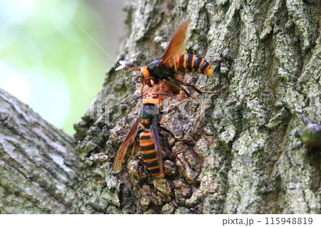 オオスズメバチの樹液場所争奪戦 オオスズメバチの樹液場所争奪戦 115948819