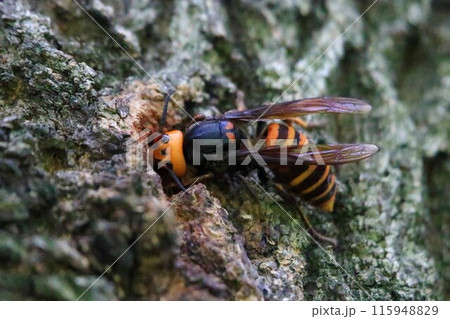 オオスズメバチの働きバチ誕生 115948829