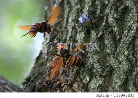 オオスズメバチの樹液場所争奪戦 115948833