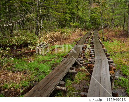 初夏の雨の日の国立公園上高地の岳沢湿地の風景 初夏の雨の日の国立公園上高地の岳沢湿地の風景 115949018
