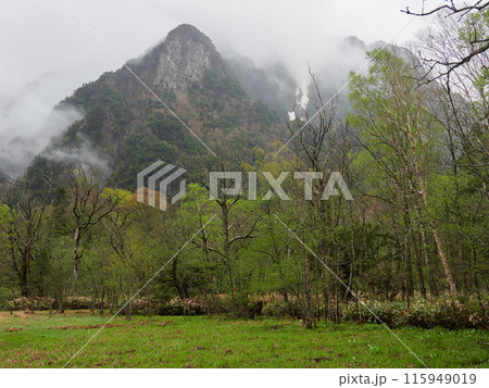 初夏の雨の日の国立公園上高地の岳沢湿地の風景 115949019