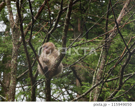 初夏の雨の日の観光地上高地の森にいる可愛いニホンザルの姿 初夏の雨の日の観光地上高地の森にいる可愛いニホンザルの姿 115949050