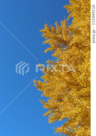 銀杏と青空 銀杏と青空 115949116