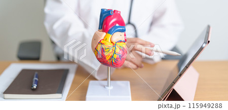 Doctor with human Heart anatomy model and tablet. Cardiovascular Diseases, Atherosclerosis, Hypertensive Heart, Valvular Heart, Aortopulmonary window, world Heart day and health concept Doctor with human Heart anatomy model and tablet. Cardiovascular Diseases, Atherosclerosis, Hypertensive Heart, Valvular Heart, Aortopulmonary window, world Heart day and health concept 115949288