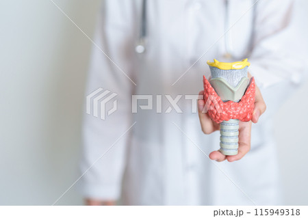 Doctor with human Thyroid anatomy model. Hyperthyroidism, Hypothyroidism, Hashimoto Thyroiditis, Thyroid Tumor and Cancer, Postpartum, Papillary Carcinoma and Health concept 115949318