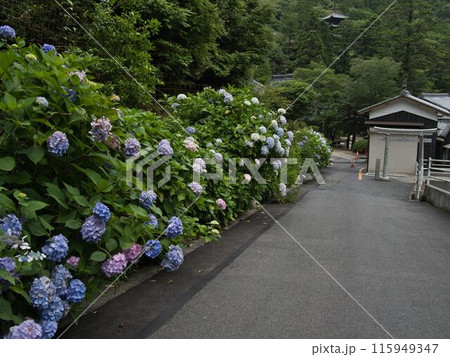 岡山県西法院、あじさい寺 岡山県西法院、あじさい寺 115949347