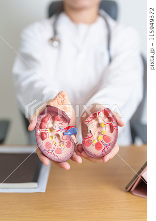 Doctor with Kidney Adrenal gland anatomy model and tablet. disease of Urinary system and Stones, Cancer, world kidney day, Chronic kidney, Urology, Nephritis, Renal, Transplant and health Doctor with Kidney Adrenal gland anatomy model and tablet. disease of Urinary system and Stones, Cancer, world kidney day, Chronic kidney, Urology, Nephritis, Renal, Transplant and health 115949372
