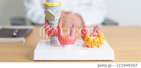 Doctor with human Thyroid anatomy model. Hyperthyroidism, Hypothyroidism, Hashimoto Thyroiditis, Thyroid Tumor and Cancer, Postpartum, Papillary Carcinoma and Health concept 115949387