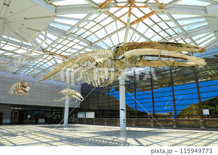大阪市立自然史博物館・クジラの骨格標本 115949773