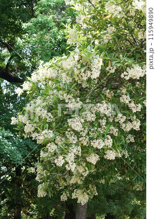 サンゴジュの花・2023年6月  サンゴジュの花・2023年6月  115949890