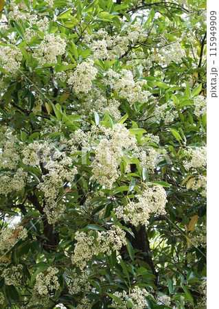 サンゴジュの花・2023年6月 サンゴジュの花・2023年6月 115949909