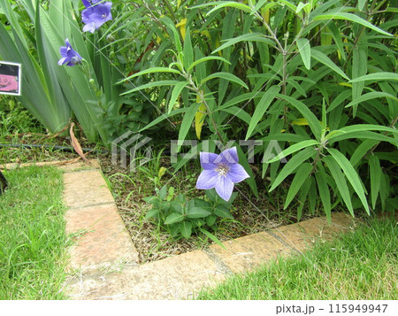 もう咲いていたキキョウの花 115949947