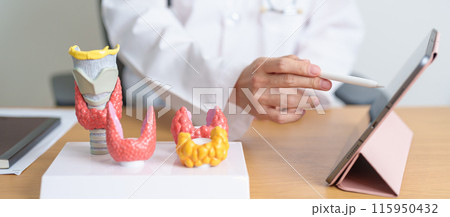Doctor with human Thyroid anatomy model and tablet. Hyperthyroidism, Hypothyroidism, Hashimoto Thyroiditis, Thyroid Tumor and Cancer, Postpartum, Papillary Carcinoma and Health concept 115950432