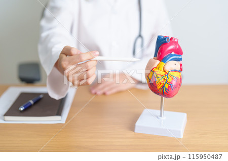 Doctor with human Heart anatomy model. Cardiovascular Diseases, Atherosclerosis, Hypertensive Heart, Valvular Heart, Aortopulmonary window, world Heart day and health concept Doctor with human Heart anatomy model. Cardiovascular Diseases, Atherosclerosis, Hypertensive Heart, Valvular Heart, Aortopulmonary window, world Heart day and health concept 115950487