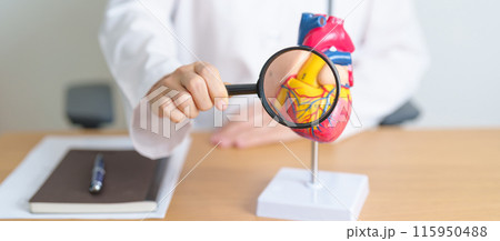 Doctor with human Heart anatomy model and magnifying glass. Cardiovascular Diseases, Atherosclerosis, Hypertensive Heart, Valvular Heart, Aortopulmonary window, world Heart day and health concept Doctor with human Heart anatomy model and magnifying glass. Cardiovascular Diseases, Atherosclerosis, Hypertensive Heart, Valvular Heart, Aortopulmonary window, world Heart day and health concept 115950488