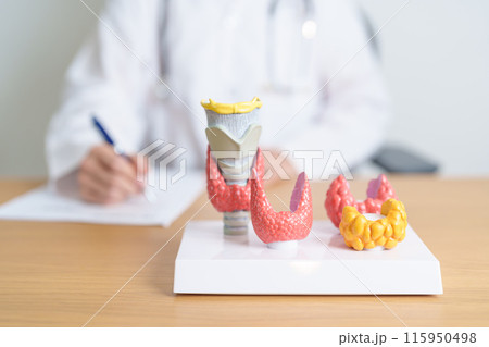 Doctor with human Thyroid anatomy model. Hyperthyroidism, Hypothyroidism, Hashimoto Thyroiditis, Thyroid Tumor and Cancer, Postpartum, Papillary Carcinoma and Health concept 115950498