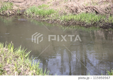 Early spring landscape with a small wild river, bare trees, reflections in the water 115950567
