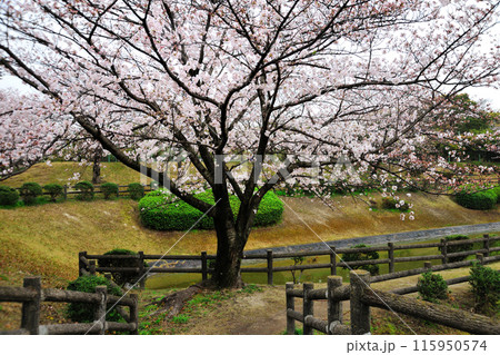 平地公園の桜 115950574
