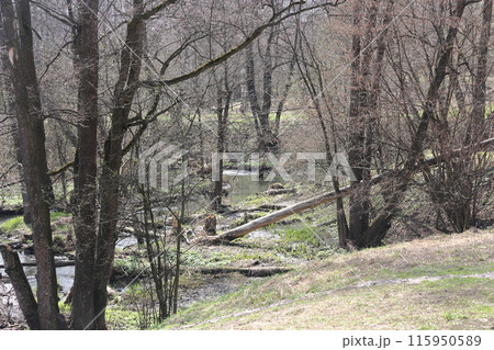 Early spring landscape with a small wild river, bare trees, reflections in the water 115950589