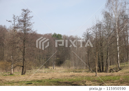 Early spring landscape with a small wild river, bare trees, reflections in the water 115950590