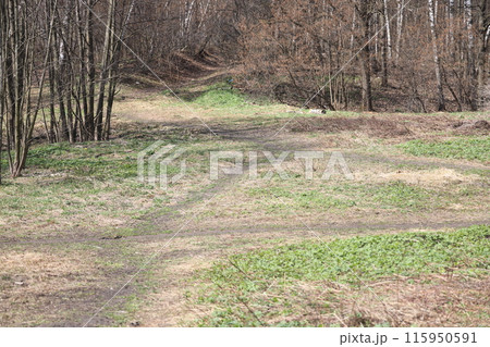 Early spring landscape with a small wild river, bare trees, reflections in the water Early spring landscape with a small wild river, bare trees, reflections in the water 115950591