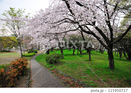 平地公園の桜 115950727