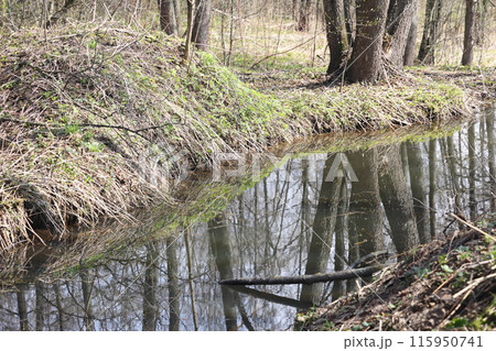 Early spring landscape with a small wild river, bare trees, reflections in the water, dry grass Early spring landscape with a small wild river, bare trees, reflections in the water, dry grass 115950741