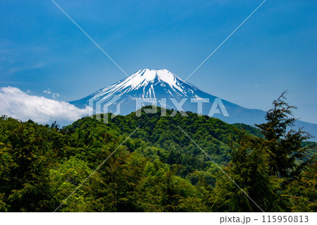 道志山塊　新緑の御正体山　登山道の風景 115950813