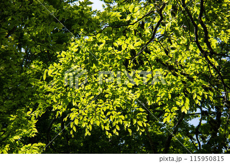 道志山塊　新緑の御正体山　登山道の風景 115950815