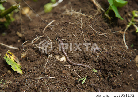 土を這うミミズ 115951172