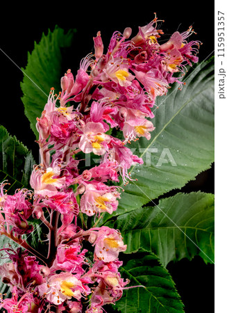 Blooming red horse-chestnut flowers on a black background Blooming red horse-chestnut flowers on a black background 115951357