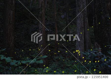 森に棲むホタル 115951400