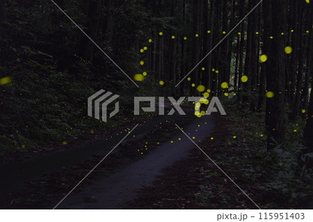 森に棲むホタル 森に棲むホタル 115951403