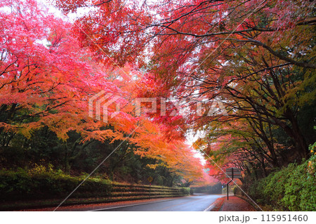 霧島神宮近く紅葉並木 115951460