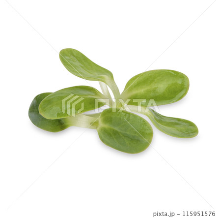 Fresh green young sunflower sprouts isolated on white background Fresh green young sunflower sprouts isolated on white background 115951576