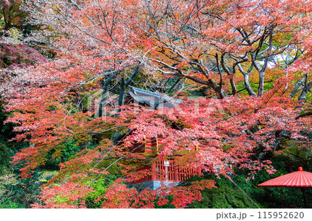 秋紅葉シーズンの談山神社　美しい紅葉 115952620