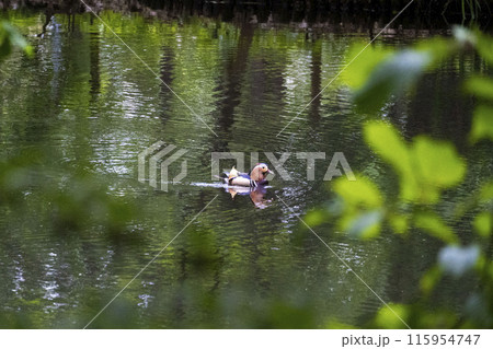池にいたオシドリのオス 115954747