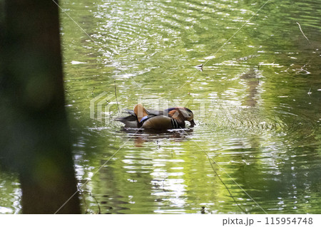 池にいたオシドリのオス 池にいたオシドリのオス 115954748