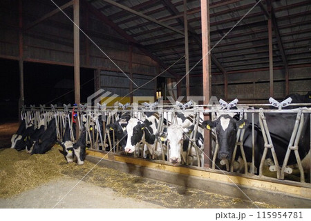 北海道十勝清水町セルフブロックスタンチョンで美味しい牧草を食べる成牛達 北海道十勝清水町セルフブロックスタンチョンで美味しい牧草を食べる成牛達 115954781