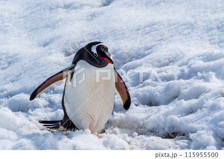 Close-up of a Gentoo Penguin on Trinity Island. Close-up of a Gentoo Penguin on Trinity Island. 115955500