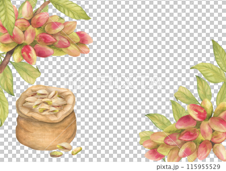 Frame with pistachio tree fruits,Pistachio nut in canvas bag , leaves watercolor illustration. Botanical drawing sketch stylized. Hand drawn, suitable for food packaging design 115955529
