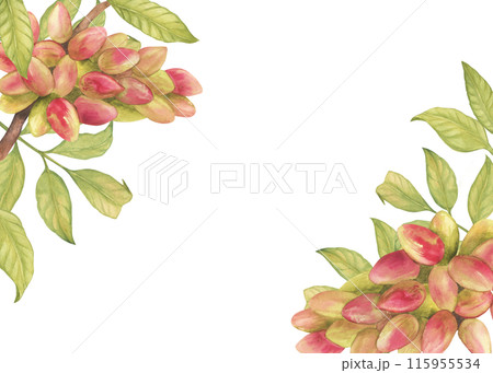 Frame with pistachio tree fruits, leaves watercolor illustration. Botanical drawing sketch stylized. Hand drawn, suitable for food packaging design 115955534