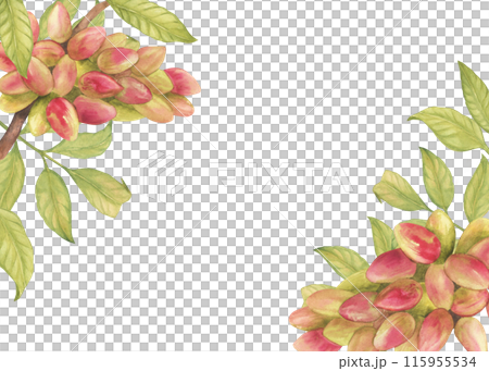 Frame with pistachio tree fruits, leaves watercolor illustration. Botanical drawing sketch stylized. Hand drawn, suitable for food packaging design 115955534