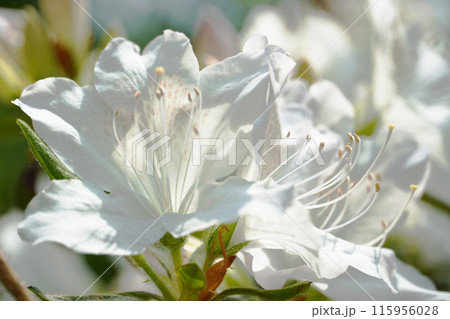 春に咲く白いツツジの写真 春に咲く白いツツジの写真 115956028