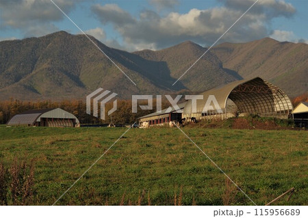 日高山脈麓の十勝平野清水町の畜産農家牧場5 日高山脈麓の十勝平野清水町の畜産農家牧場5 115956689