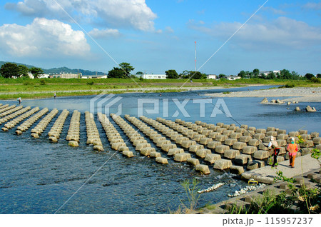 あゆ釣りで賑わう夏の酒匂川 あゆ釣りで賑わう夏の酒匂川 115957237